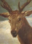 Diego Velazquez Head of a Stag (df01) oil on canvas